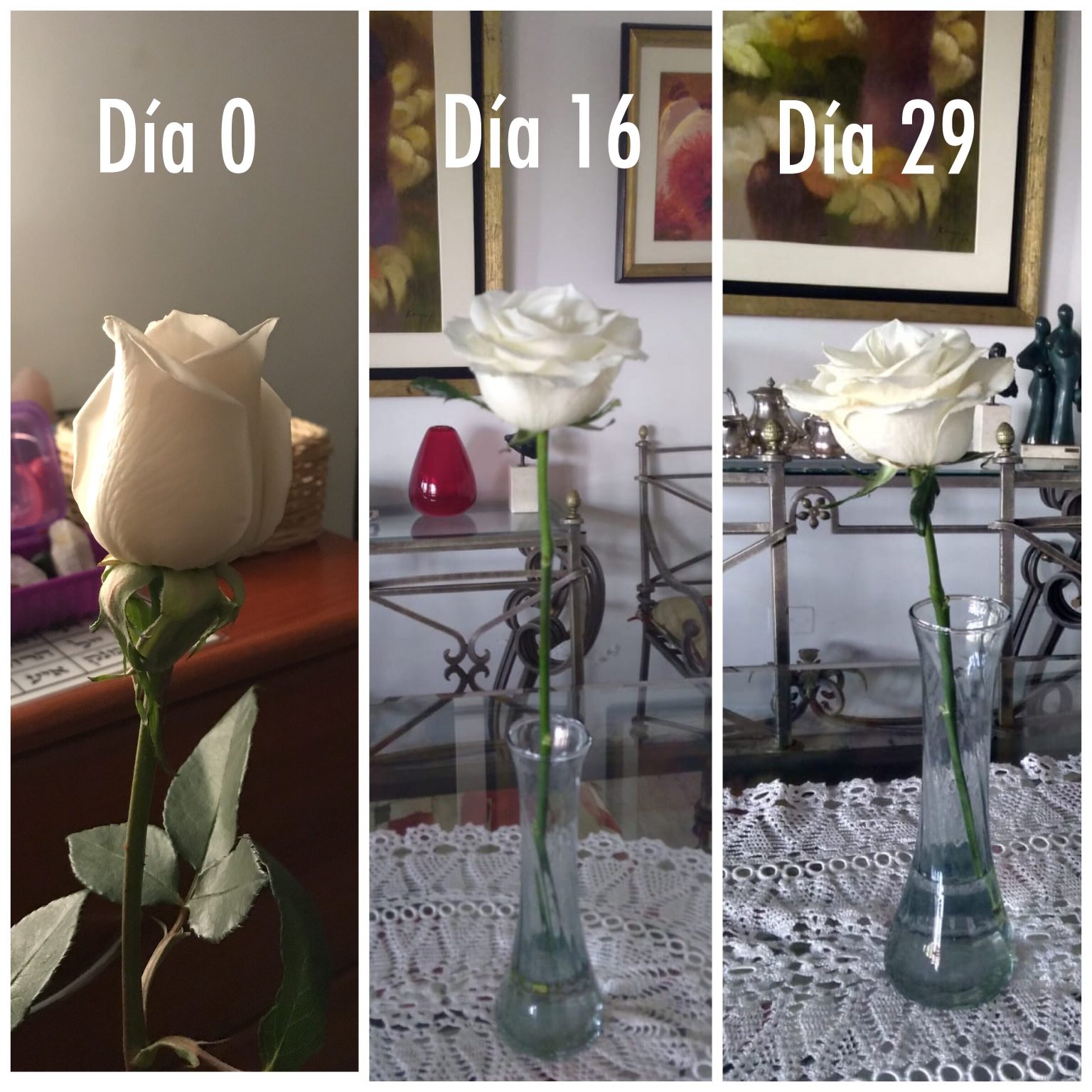 día cero, día 16 y día 29, misma rosa después de la sanación