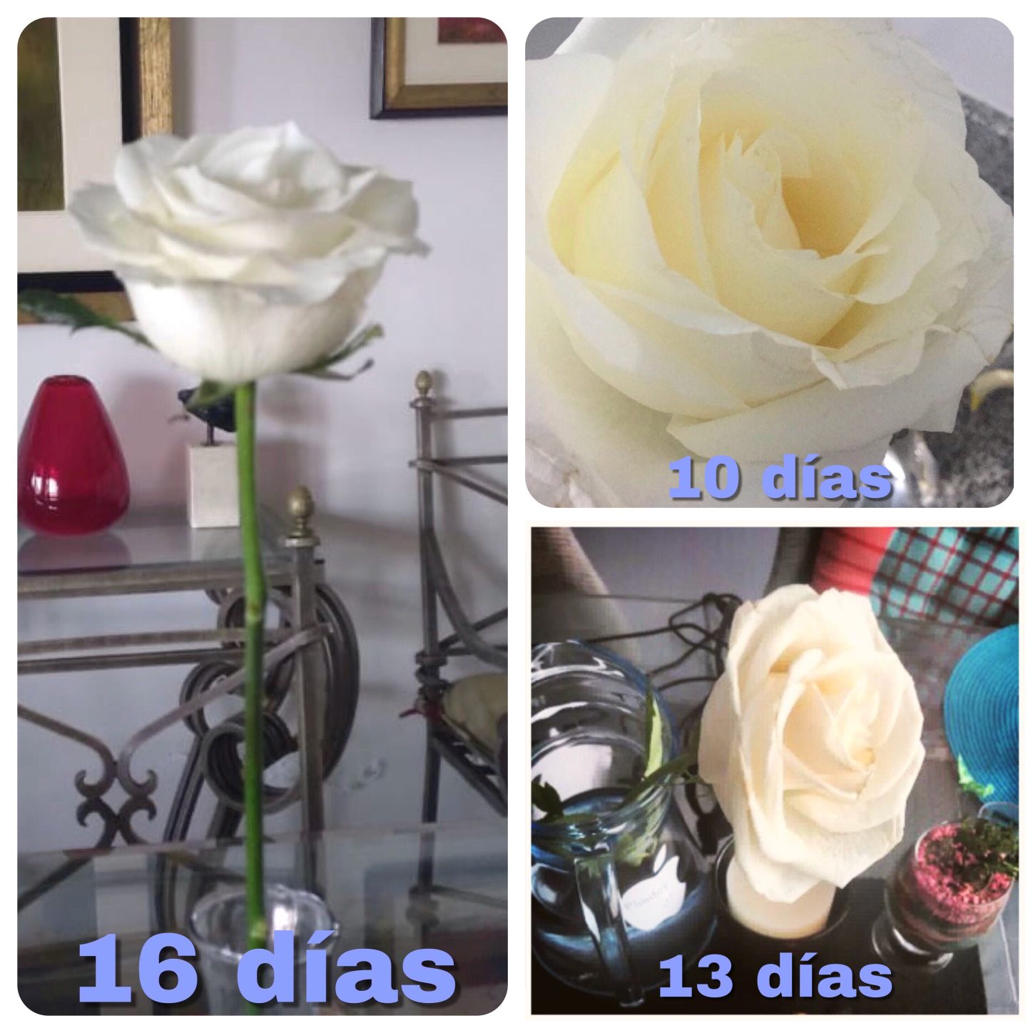 día 10, 13 y 16 después de la sanación