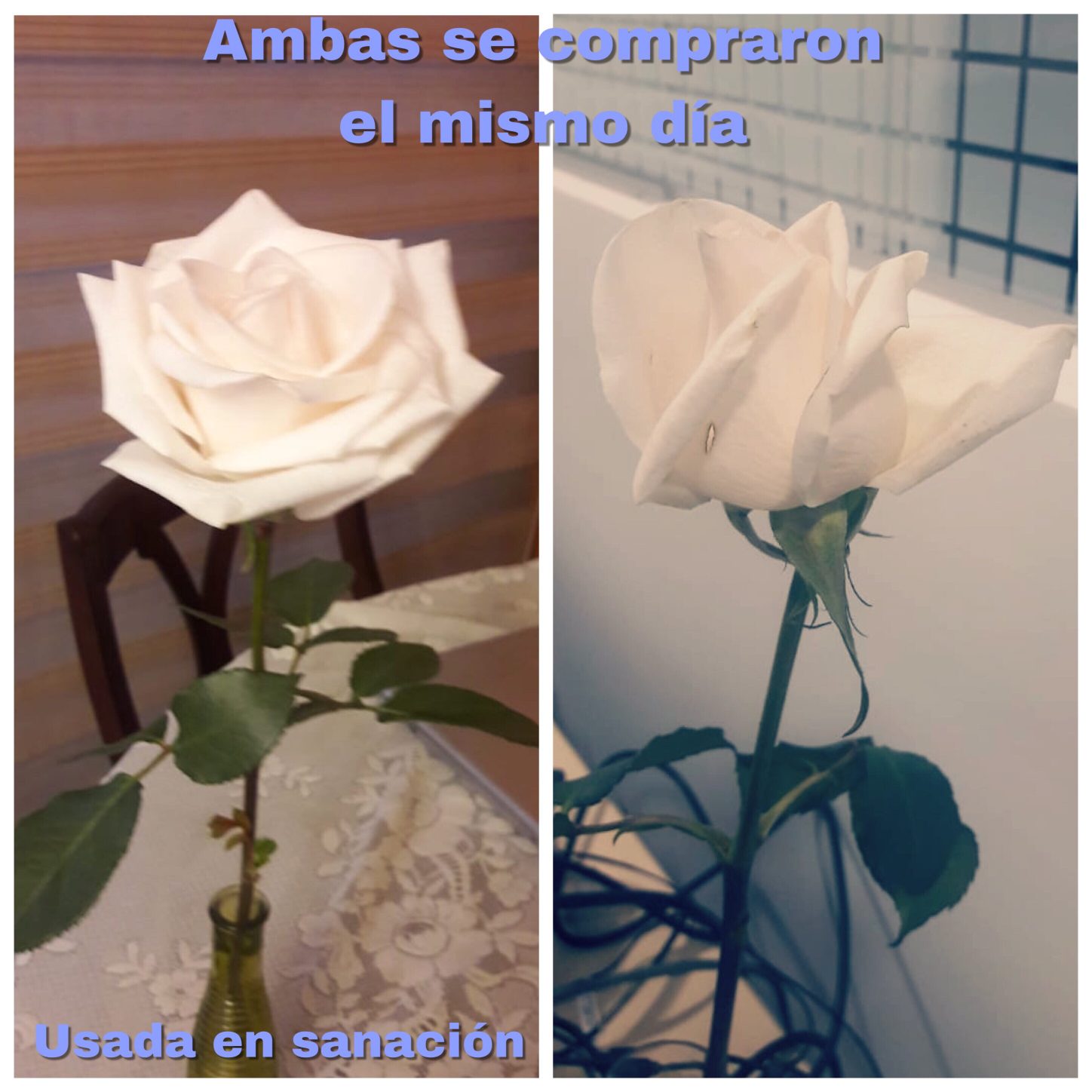 dos rosas compradas el mismo día, rosa izquierda usada para la sanación